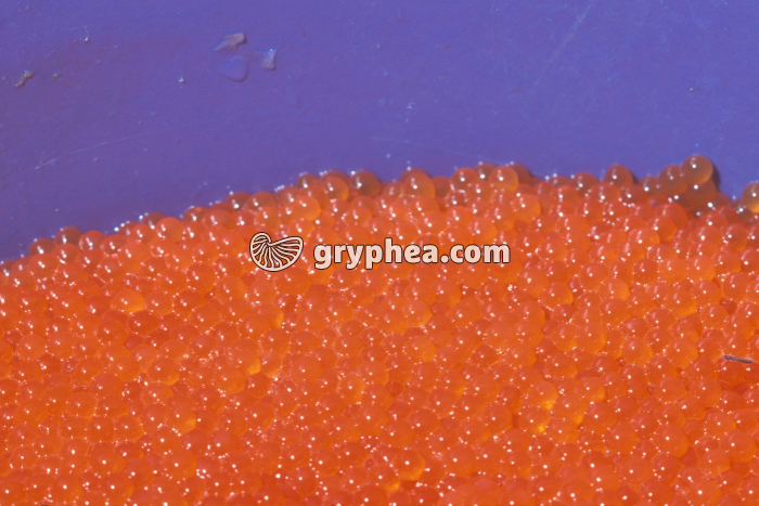 Ovules truites - gryphea.com
